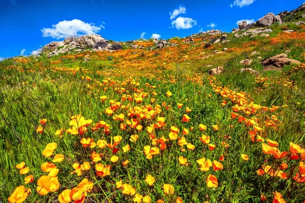 Plano Ángulo Bajo Las Hermosas Flores Pie Montaña Bajo Cielo —  Fotos de Stock