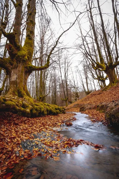 Las Fantazji Otzarreta Jesienią Kraju Basków — Zdjęcie stockowe