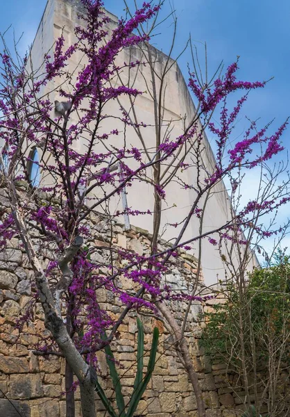 Μια Όμορφη Φωτογραφία Του Ανθισμένου Δέντρου Μοβ Λουλούδια Μπροστά Από — Φωτογραφία Αρχείου