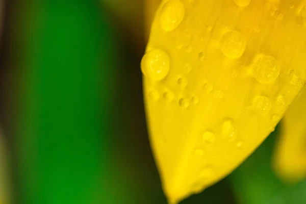 Primer Plano Gotas Agua Hoja Narciso Florecido Con Ciclamen Bajo —  Fotos de Stock