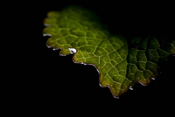 Una Imagen Macro Una Hoja Verde Bajo Las Luces Aisladas — Foto de Stock