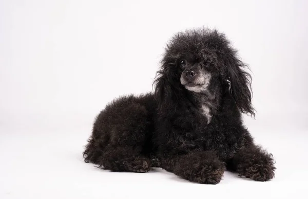 Söt Hårig Hund Som Ligger Vit Yta — Stockfoto