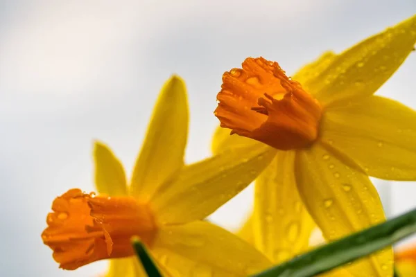 Primer Plano Bajo Ángulo Narcisos Con Flores Ciclamen Bajo Luz —  Fotos de Stock