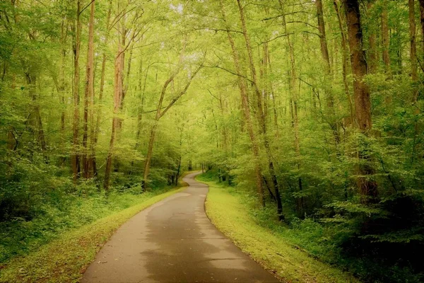 Bel Colpo Verde Boschi Nella Foresta Perfetto Sfondo — Foto Stock