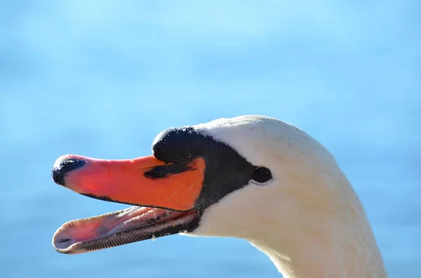 Närbild Vit Svan Mot Blå Bakgrund — Stockfoto