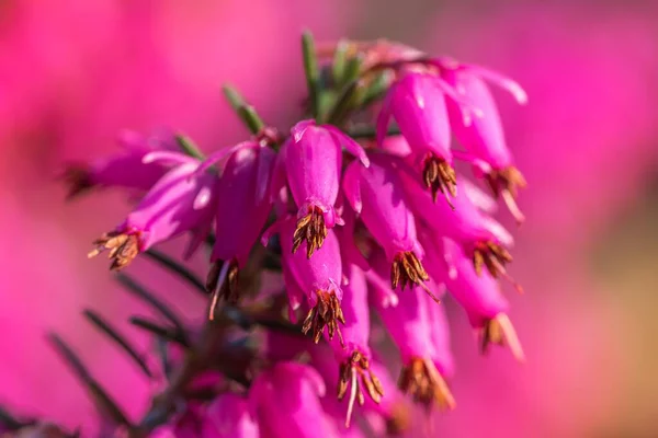 Eine Nahaufnahme Schöner Pinkfarbener Japanischer Glockenblumen Auf Verschwommenem Hintergrund — Stockfoto