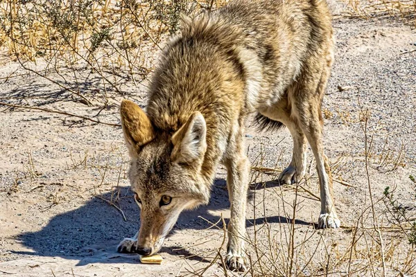Beautiful Shot Coyote Smelling Food Ground Daytime — Stock Photo, Image