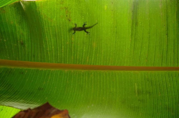 Frog Eye View Banana Leaf Silhouette Lizard — Stock Photo, Image