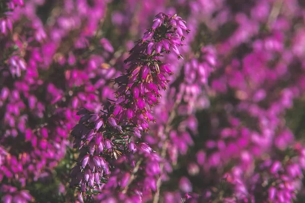 Gros Plan Fleur Bruyère Violette Sur Champ Jour Avec Fond — Photo