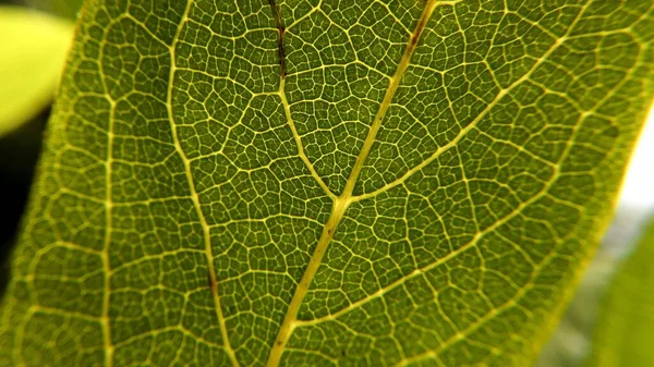 Крупный План Свежей Зеленой Текстуры Листьев — стоковое фото