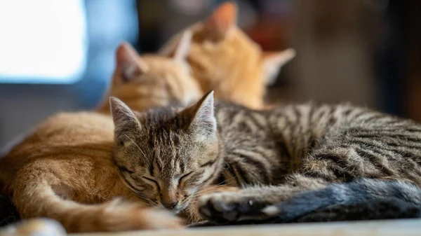 Foco Suave Gatos Estimação Abraçados Dormindo Juntos Uma Casa — Fotografia de Stock