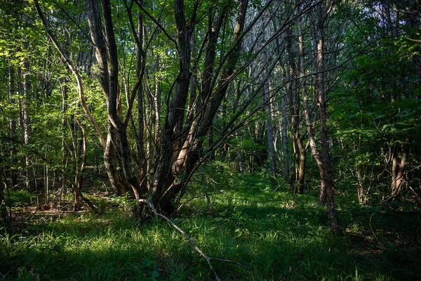 Hisnande Utsikt Över Fantastisk Skog Med Massor Träd — Stockfoto