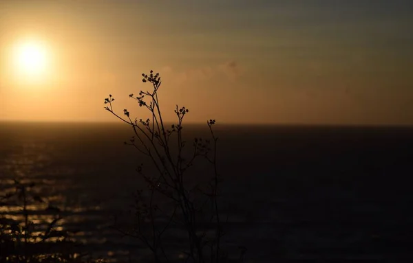 Closeup False Fennel Silhouette Sea Sunset Malta Blurry Background — Stock Photo, Image