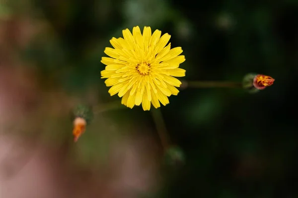 Shallow Focus Shot Yellow Dandelion Flower Blurred Background — Stock Photo, Image