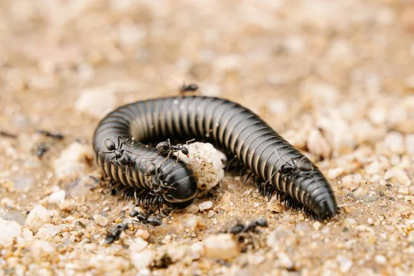 Siyah Karıncaların Kırkayağın Yakın Plan Görüntüsü Bulanık Bir Arka Plan — Stok fotoğraf
