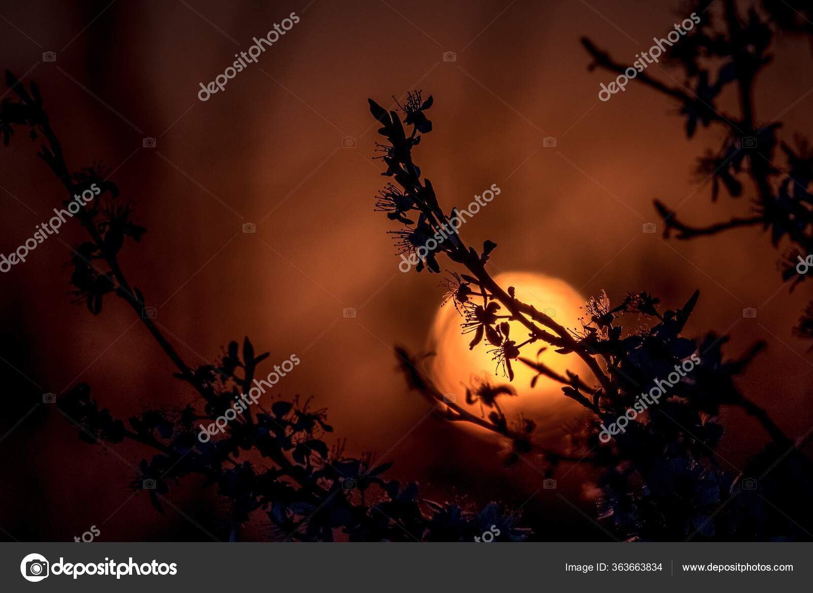 Silhouette Apricot Blossom Beautiful Sunset Blurry Background Evening ...