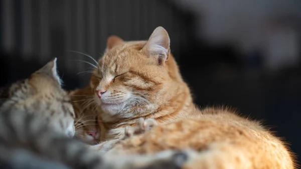 Kedvtelésből Tartott Macskák Puha Fókusza Összebújva Együtt Aludva Egy Házban — Stock Fotó