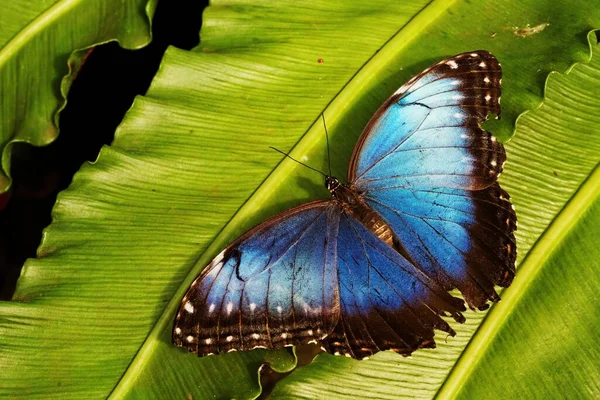 Detailní Záběr Modrého Motýla Zeleném Listu — Stock fotografie