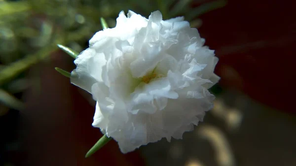 Lovitură Closeup Unei Frumoase Flori Garoafă Albă — Fotografie, imagine de stoc