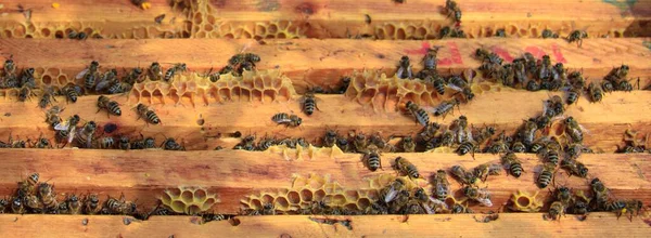 Ein Blick Aus Der Vogelperspektive Auf Honigbienen Auf Bienenstöcken Sonnenlicht — Stockfoto