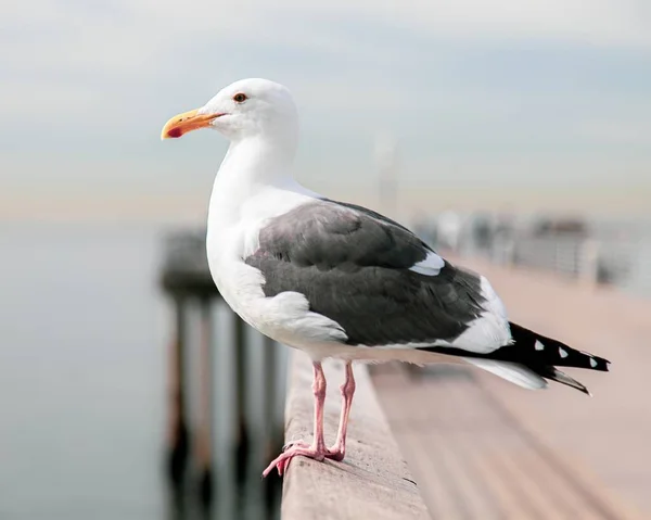 Uma Foto Foco Rasa Uma Gaivota Preta Com Fundo Embaçado — Fotografia de Stock