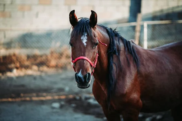 浅浅的焦距照片 是一匹棕色的马 身穿红色的马具 背景模糊 — 图库照片