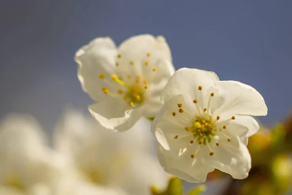 桜の白い花の選択的なフォーカスのクローズアップショット — ストック写真