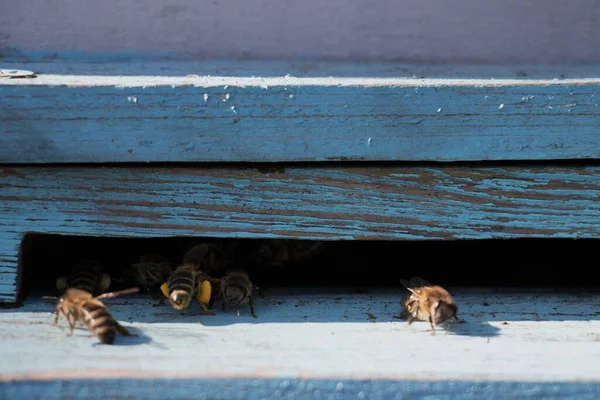 Primer Plano Abejas Sobre Una Vieja Superficie Madera — Foto de Stock