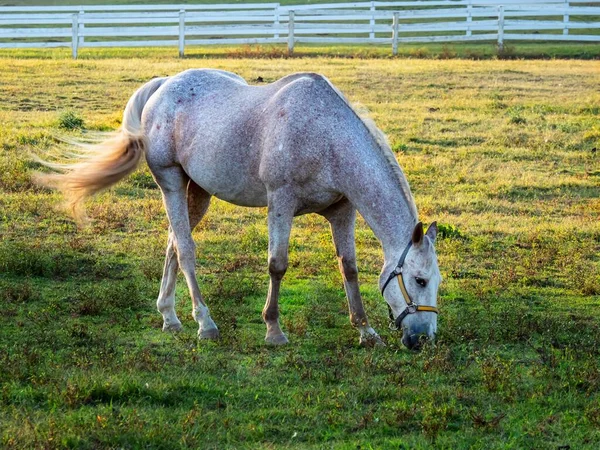 Hermoso Tiro Caballo Blanco Campo Comiendo Hierba Bajo Luz Del —  Fotos de Stock