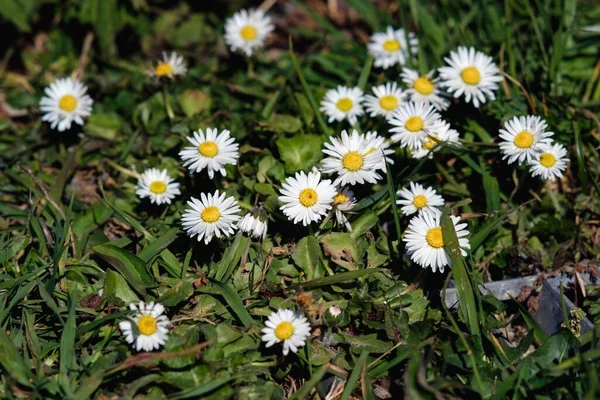 Sacco Bellissimi Piccoli Fiori Margherita Giardino — Foto Stock