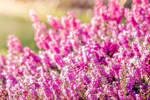 Selective Focus Shot Pink Heather Flowers Field Daytime — Stock Photo, Image