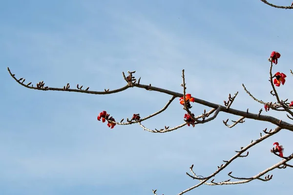 Tiro Close Pequenas Flores Nos Ramos Uma Árvore Sob Céu — Fotografia de Stock