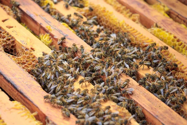 Крупный План Пчёл Пчелином Улье Солнечным Светом Сельскохозяйственная Концепция — стоковое фото