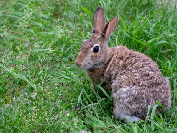 草の上に座っているウサギのクローズアップ高角度ショット 背景に最適です — ストック写真