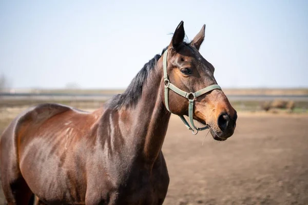 農場の畑に黒い馬が立っている美しい茶色の馬のクローズアップ — ストック写真