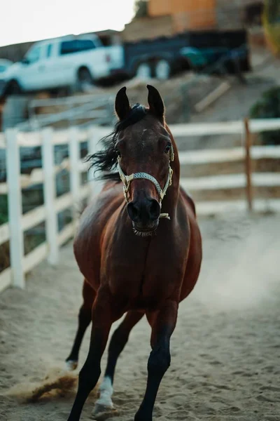 Colpo Verticale Fuoco Superficiale Cavallo Bruno Che Indossa Imbracatura Che — Foto Stock