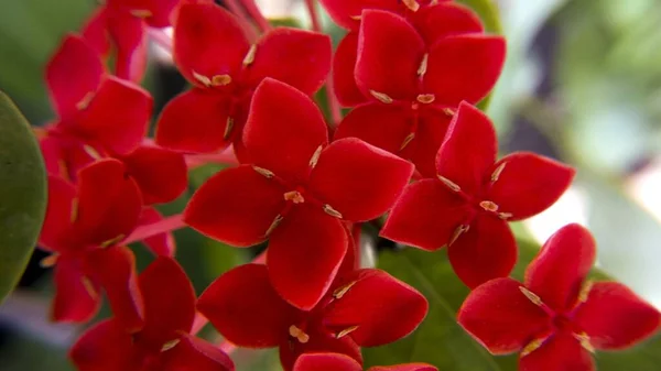Zbliżenie Strzał Małych Czerwonych Kwiatów Rozmytym Tle — Zdjęcie stockowe