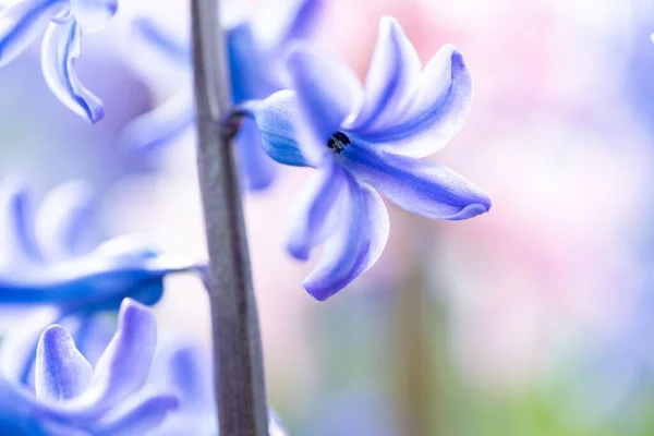 Närbild Vackra Blå Hyacint Blomma Med Suddig Bakgrund — Stockfoto