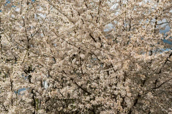 Krásná Scenérie Mnoha Stromů Bílými Třešňovými Květy — Stock fotografie