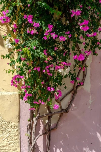 Vertical Picture Climbing Bougainvillea Glabra Flowers Wall Sunlight Daytime — Stock Photo, Image