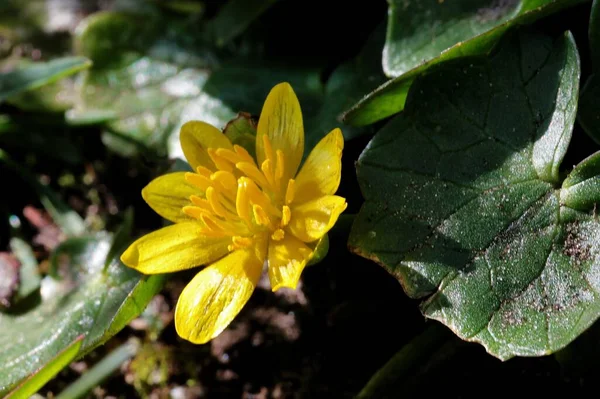 Primo Piano Fiore Celandine Minore Giallo Con Foglie Verdi Sfocate — Foto Stock