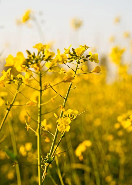 Selektiv Fokus Skott Vackra Gula Blommor Mitten Ett Fält — Stockfoto