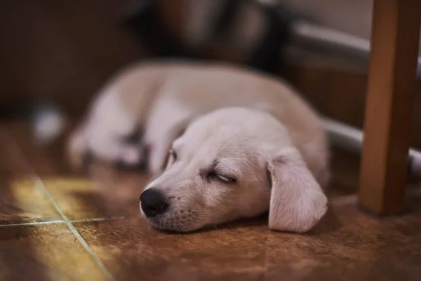 Kapalı Gözlerle Yerde Yatan Beyaz Bir Köpek — Stok fotoğraf