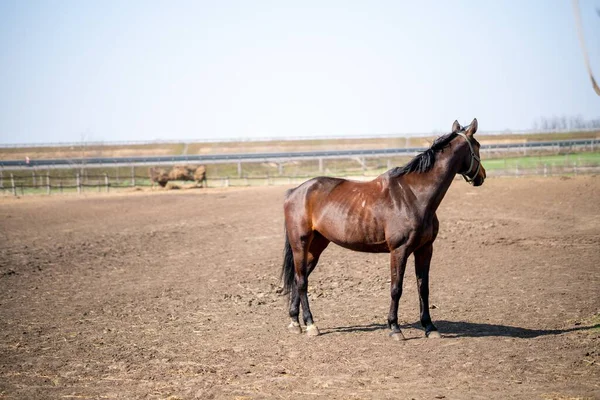 晴れた日には馬が馬の角に立っていた — ストック写真