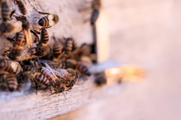 Крупним Планом Багато Бджіл Дерев Яній Поверхні — стокове фото