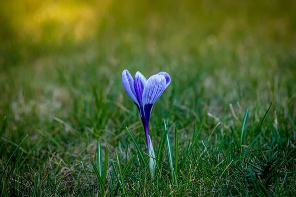 Eine Flache Fokusaufnahme Einer Blauen Krokusblume Einem Grünen Grasfeld Mit — Stockfoto