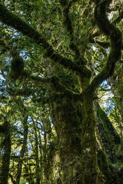 Вертикальний Низькокутний Знімок Високих Диких Дерев Покритих Мохом — стокове фото