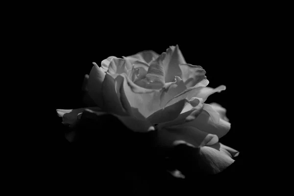 暗闇の中で白いバラのクローズアップショット — ストック写真