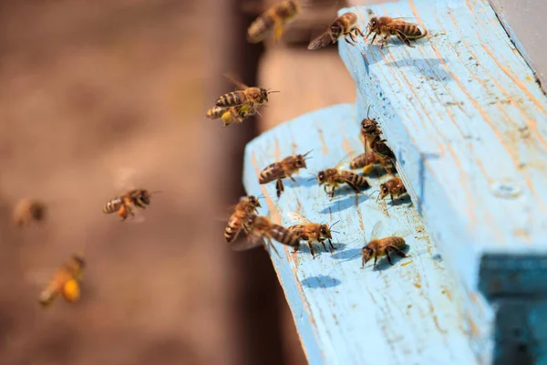 昼間の日差しの下で青い塗装された木製の表面を飛ぶミツバチのクローズアップ — ストック写真