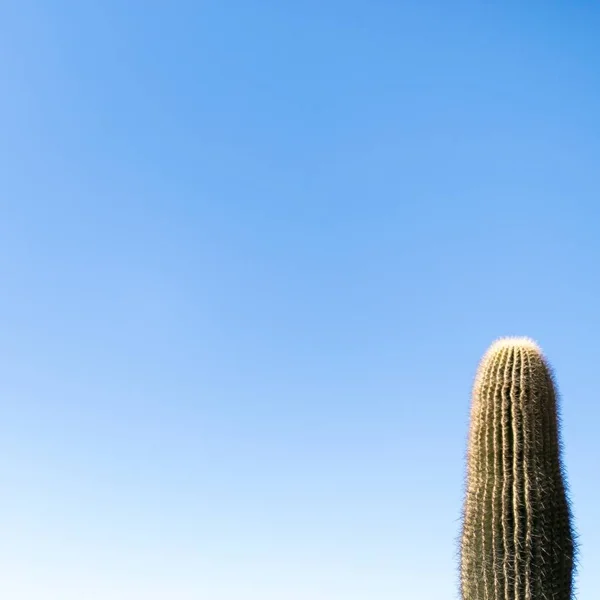 청록색 선인장의 아름다운 — 스톡 사진